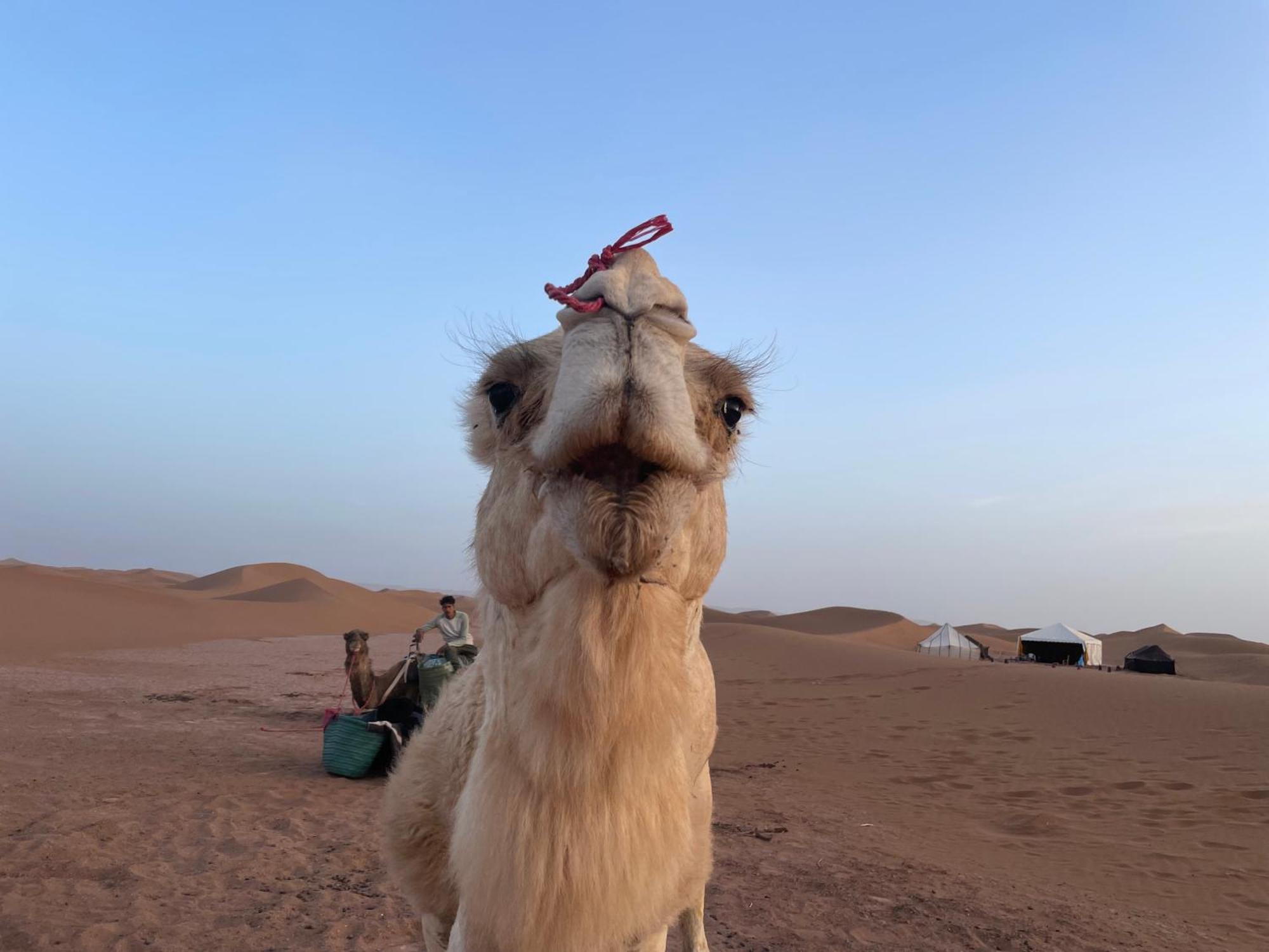 Camp Sahara Life Otel M'Hamid Dış mekan fotoğraf